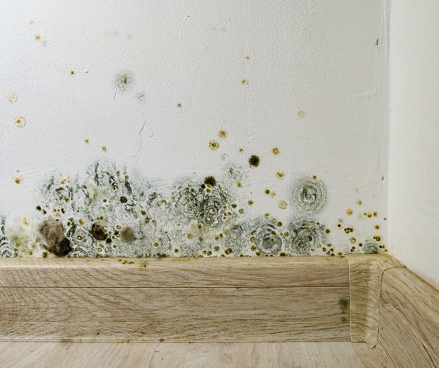 Why Our Mould Testing Services Stands Out