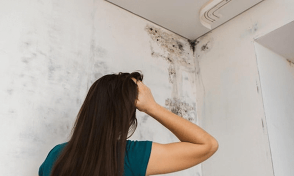 Indoor Air Quality & Mould
