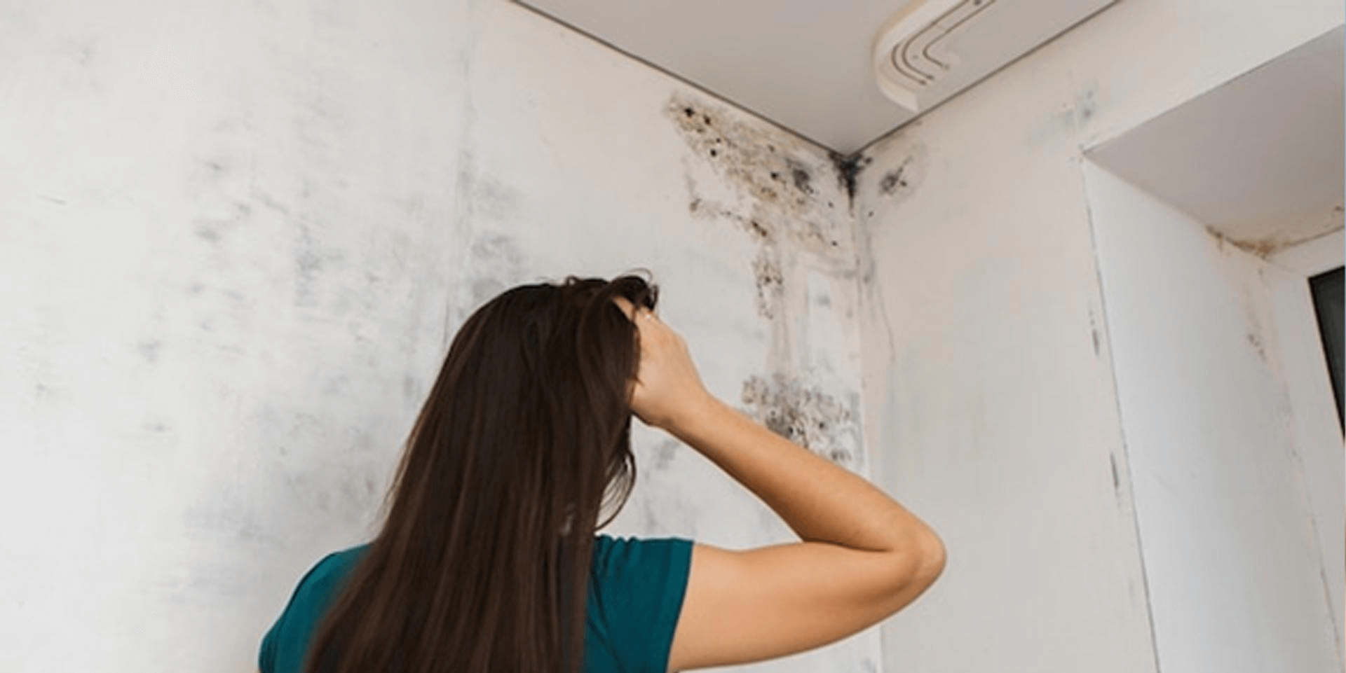 Important Definitions for Understanding Mould Reports