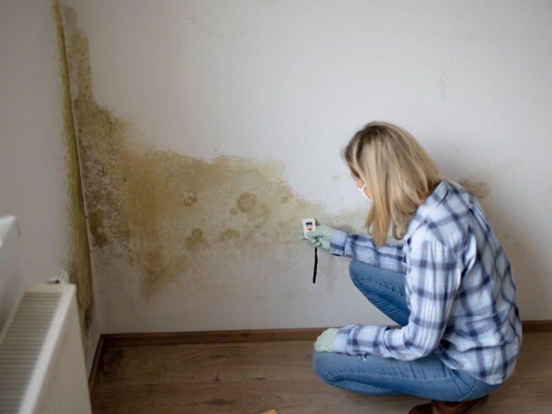Mould Testing vs Mould Inspection: What’s the Difference?
