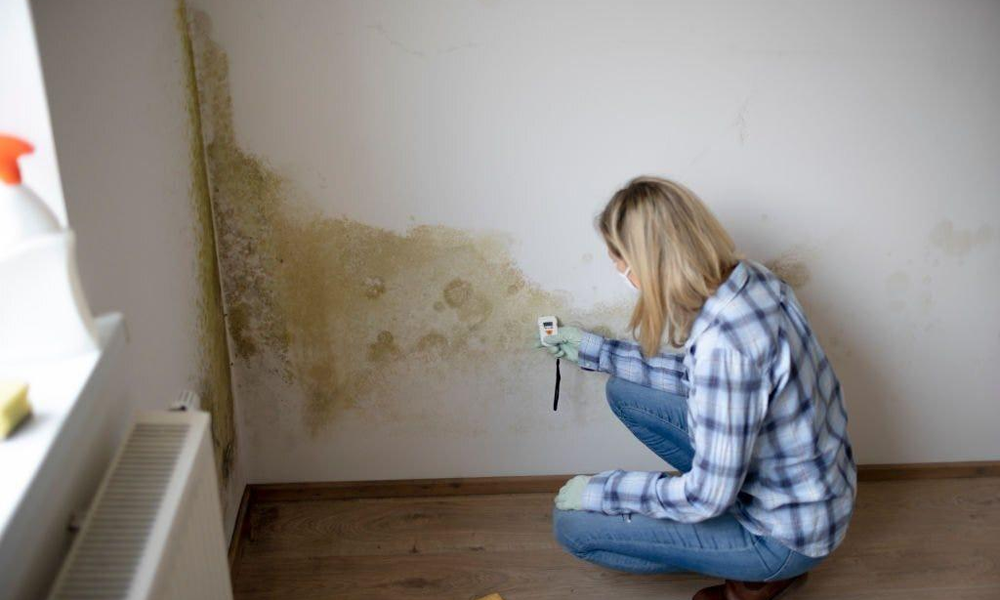 Mould Testing vs Mould Inspection: What’s the Difference